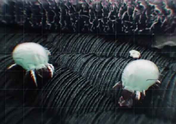 Как убрать с диванов и кроватей клещей